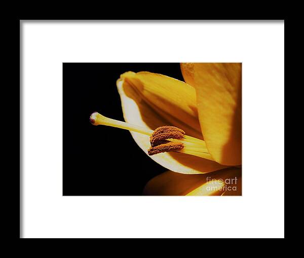 Passionate Framed Print featuring the photograph Passionate Yellow Lily by Chad and Stacey Hall