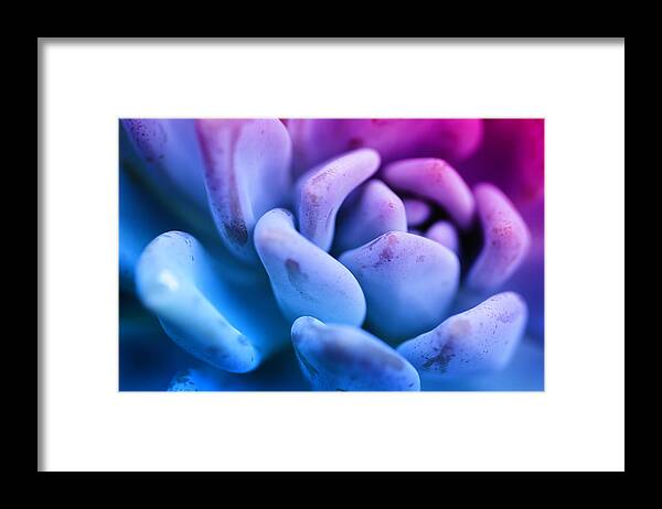 Orchid Framed Print featuring the photograph Pastel Agave by Lawrence Knutsson