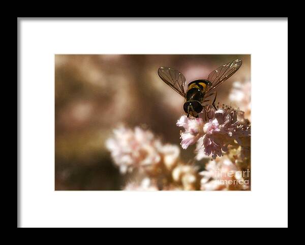 Flower Framed Print featuring the photograph Pastels Delight by Linda Shafer