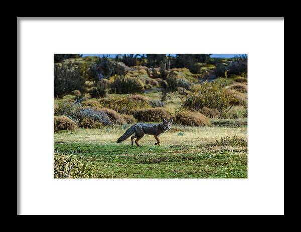 Patagonia Framed Print featuring the photograph Patagonia Fox by Walt Sterneman