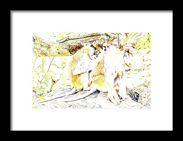 Monkeys Framed Print featuring the photograph Patas Abstract by Kate Brown