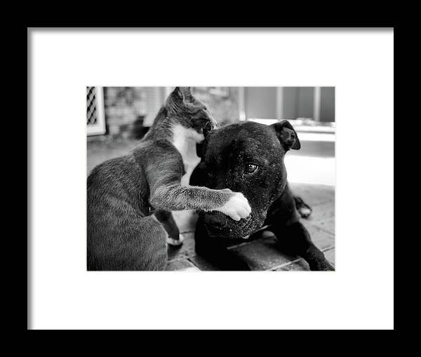 Portrait Framed Print featuring the photograph Patches and Motey play 3 BnW by Michael Blaine