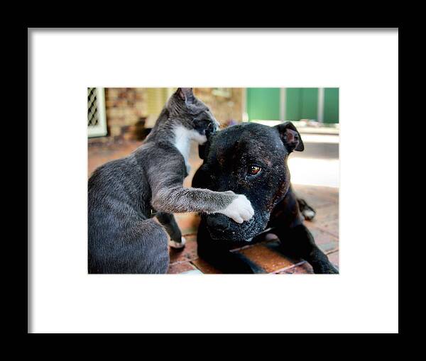 Portrait Framed Print featuring the photograph Patches and Motey play 3 by Michael Blaine