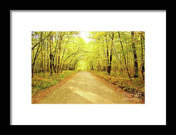Trail Framed Print featuring the photograph Path in the Woods by Becqi Sherman