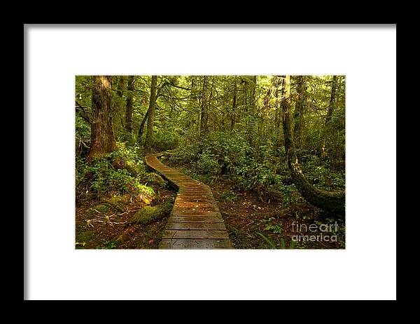 Rainforest Path Framed Print featuring the photograph Path To Serenity by Adam Jewell