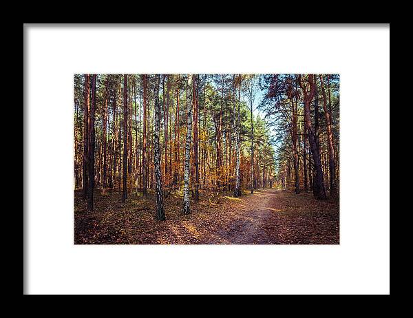 Poland Framed Print featuring the photograph Pathway in the autumn forest by Dmytro Korol