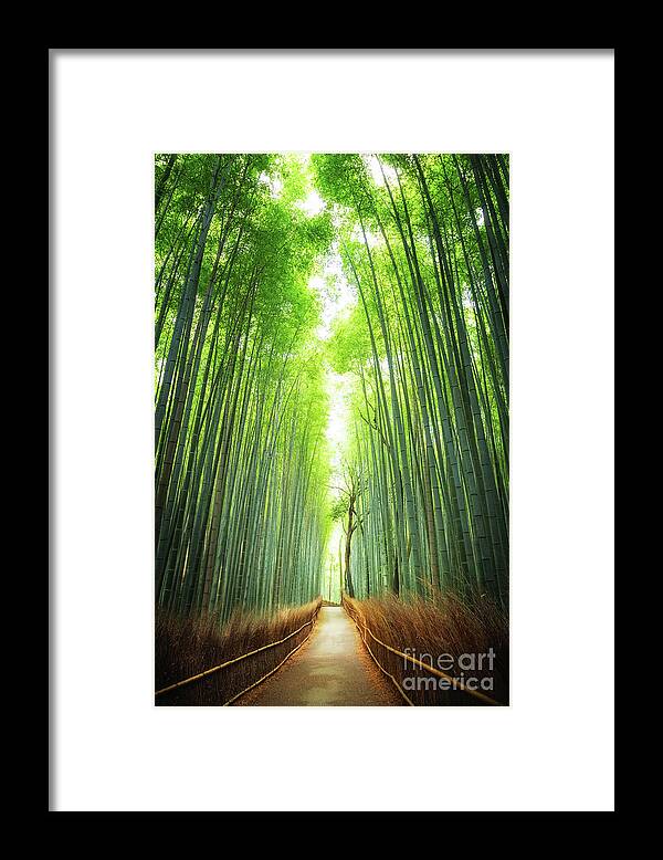 Bamboo Framed Print featuring the photograph Pathway through the bamboo grove Kyoto by Jane Rix