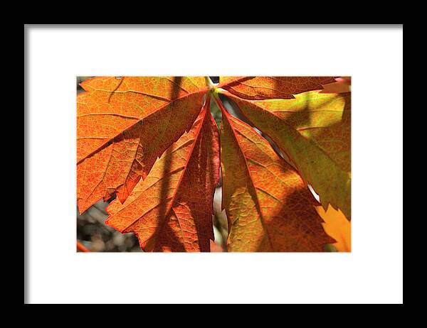 Nature Framed Print featuring the photograph Patterns In Orange by Ron Cline