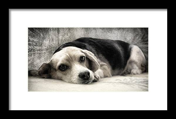 Dog Framed Print featuring the photograph Pause by Darlene Kwiatkowski