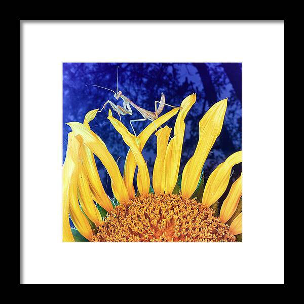 Sunflower Framed Print featuring the photograph Peace Brings Death by TC Morgan