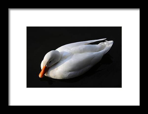 Bird Framed Print featuring the photograph Peace by Lawrence Christopher