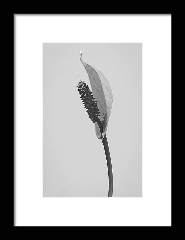 Lily Framed Print featuring the photograph Peace Lily #3 by Desmond Manny