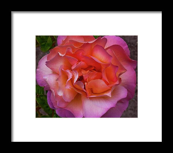 Rose Framed Print featuring the photograph Peace Rose by ShaddowCat Arts - Sherry