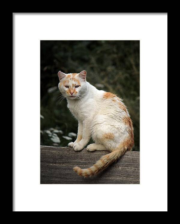 Animal Framed Print featuring the photograph Peaceful cat by Elenarts - Elena Duvernay photo