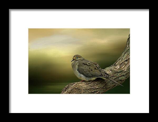 Dove Framed Print featuring the photograph Peaceful Dove by Cathy Kovarik