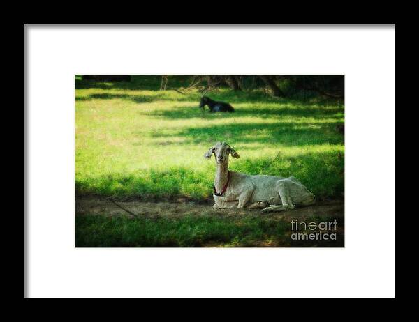 (calm Or Still) Framed Print featuring the photograph Peaceful Pasture by Debra Fedchin