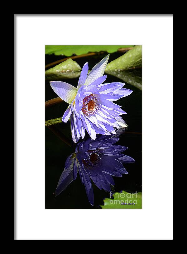 Lily Framed Print featuring the photograph Peaceful Reflections by Cindy Manero