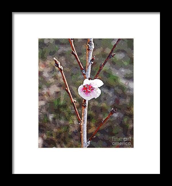 Blossom Framed Print featuring the photograph Peach Blossom by George D Gordon III