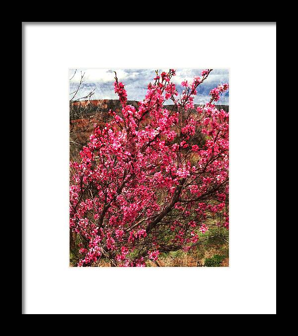 Peach Flowers Framed Print featuring the photograph Peach Blossoms Chimayo by Anastasia Savage Ealy