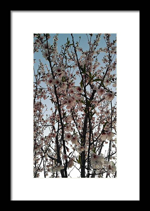 Peach Framed Print featuring the photograph Peach Blossoms by Diamante Lavendar