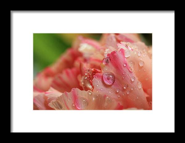 Carnation Framed Print featuring the photograph Peach and Pink Carnation Petals by Angela Murdock