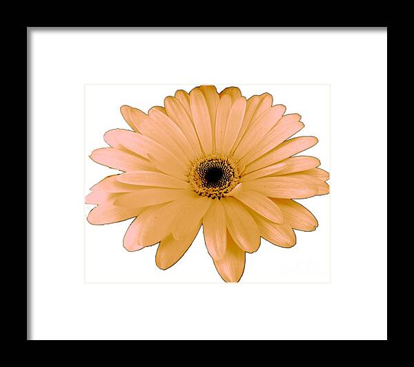 Digital Art Framed Print featuring the digital art Peach Daisy Flower by Delynn Adams by Delynn Addams