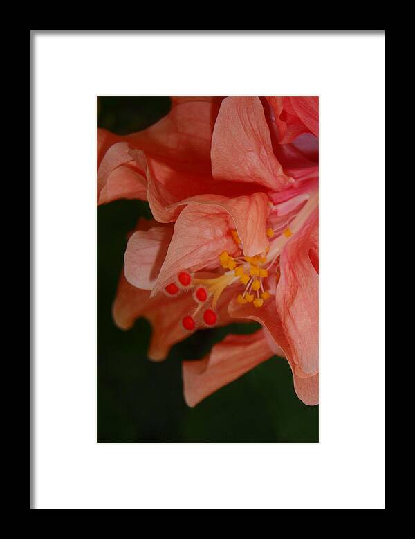 Hibiscus Framed Print featuring the photograph Peach Double Hibiscus by Judy Hall-Folde