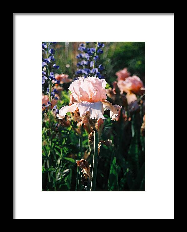 Flower Framed Print featuring the photograph Peach iris by Steve Karol