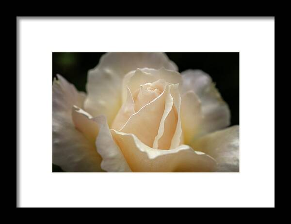 Rose Framed Print featuring the photograph Peach Rose by Mary Angelini