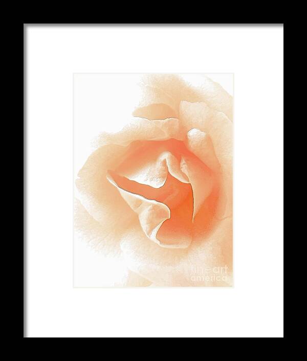 Flower Framed Print featuring the painting Peach Rose Painting by Robyn King