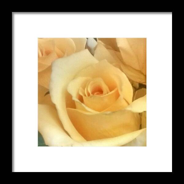 Peach Framed Print featuring the photograph Peach Rose by Sylvester Wofford