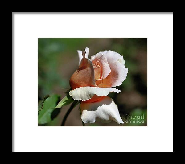Flower Framed Print featuring the photograph Peach Rosebud In Sunlight by Smilin Eyes Treasures