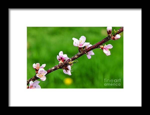Peach Tree Blossoms Framed Print featuring the photograph Peach Tree Blossoms by Thomas R Fletcher