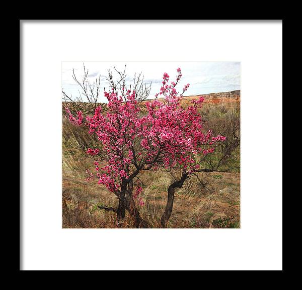 Pink Flowers Framed Print featuring the photograph Peach Trees in Bloom Chimayo by Anastasia Savage Ealy