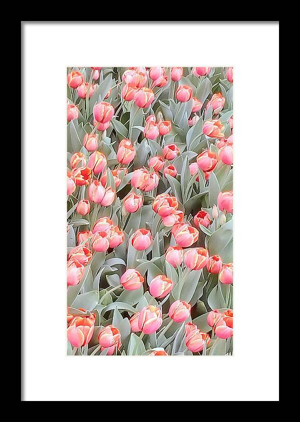Peach Framed Print featuring the photograph Peach Tulips 2 by Oleg Zavarzin