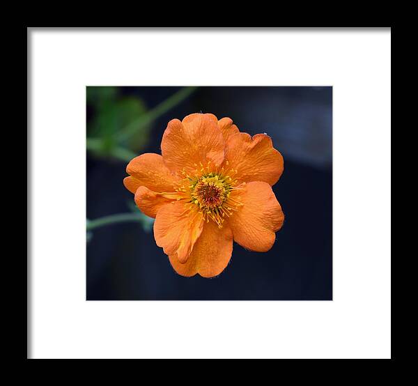 Flowers Framed Print featuring the photograph Peachy Geum by Jimmy Chuck Smith
