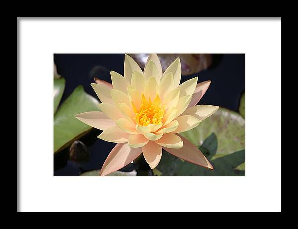  Framed Print featuring the photograph Peachy by Ron Monsour
