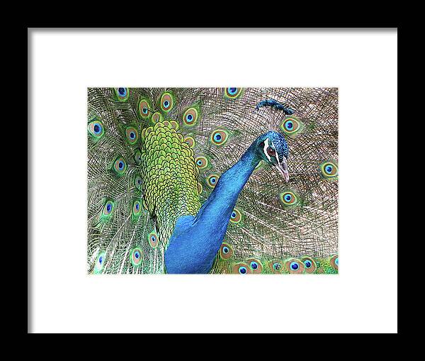 Peacock Framed Print featuring the photograph Peacock by Bob Slitzan