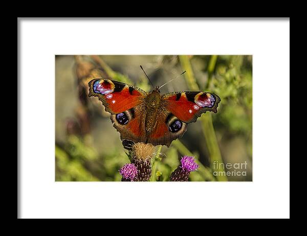 Peacock Framed Print featuring the photograph Peacock Butterfly by Sandra Cockayne ADPS
