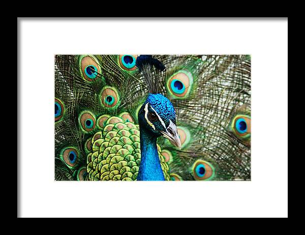 Peacock Framed Print featuring the photograph Peacock Close Up View by Matt Quest