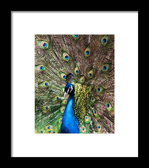 Peacock Framed Print featuring the photograph Peacock Extravaganza by Barbara McMahon