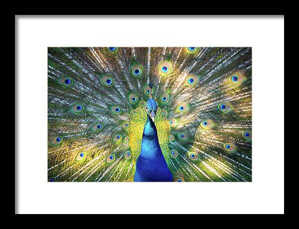 Peacock Framed Print featuring the photograph Peacock Magnolia Gardens Charleston SC Wildlife Nature by Dave Allen