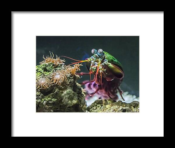 Wildlife Framed Print featuring the photograph Peacock Mantis Shrimp Profile by William Bitman