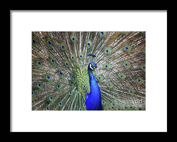 Peacock Framed Print featuring the photograph Peacock by Maria Gaellman
