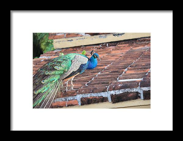 Peacock Framed Print featuring the photograph Peacock on Rooftop by Samantha Delory