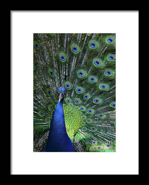 Peacock Framed Print featuring the photograph Peacock by Sabrina L Ryan