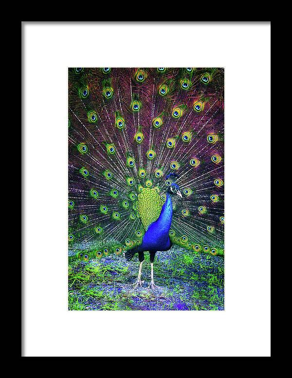 Peacock Framed Print featuring the photograph Peacock Series 9801 by Carlos Diaz