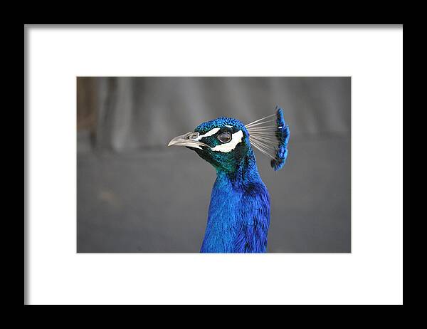 Blue Framed Print featuring the photograph Peacock Stare Down by Bridgette Gomes