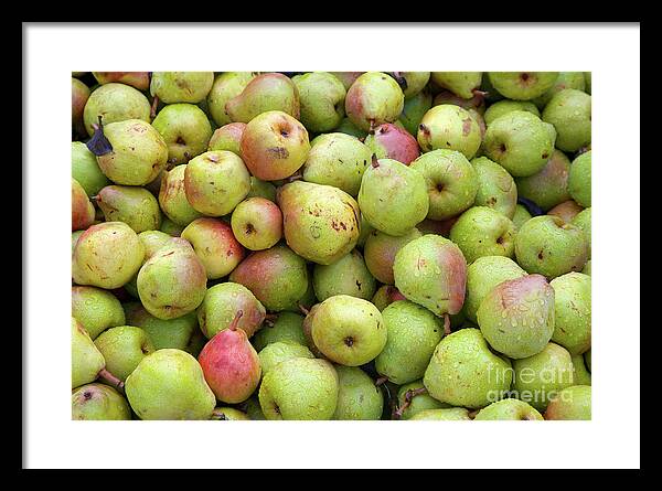 Green Color Framed Print featuring the photograph Pear Harvest by Bruce Block