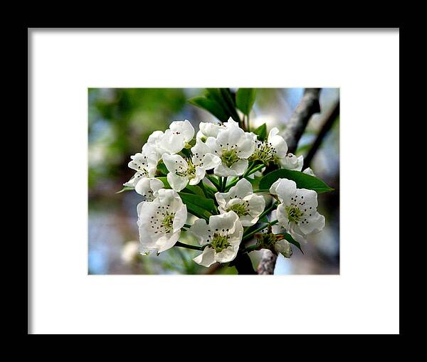 Pear Tree Blossum Framed Print featuring the photograph Pear Tree Blossoms 1 by J M Farris Photography